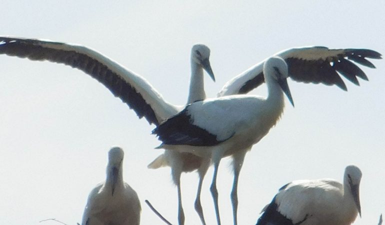 Der Storch war zu Besuch