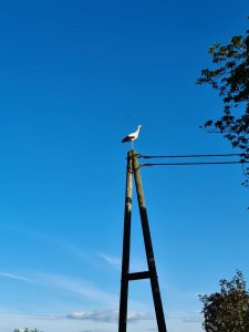 storch2